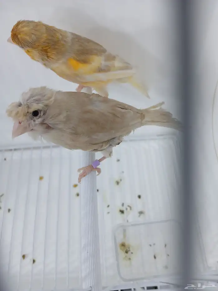 زوج كناري بفروخه ( تم البيع ) 0