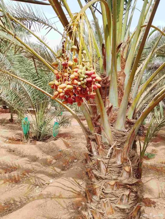 يتواجد نخيل طيب لحيل 4