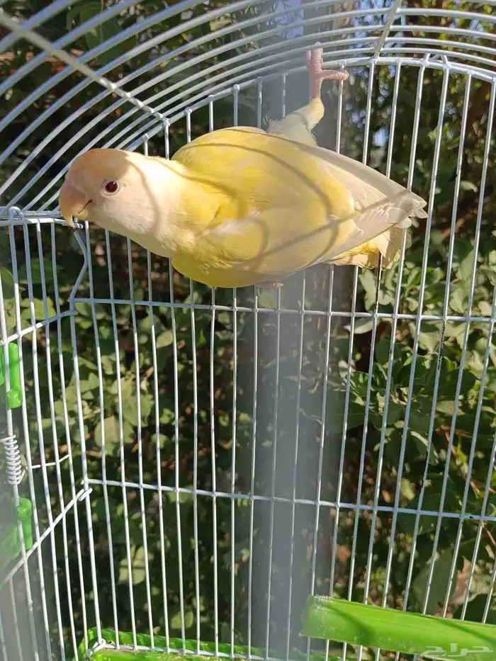 للبيع روز ذكر 2