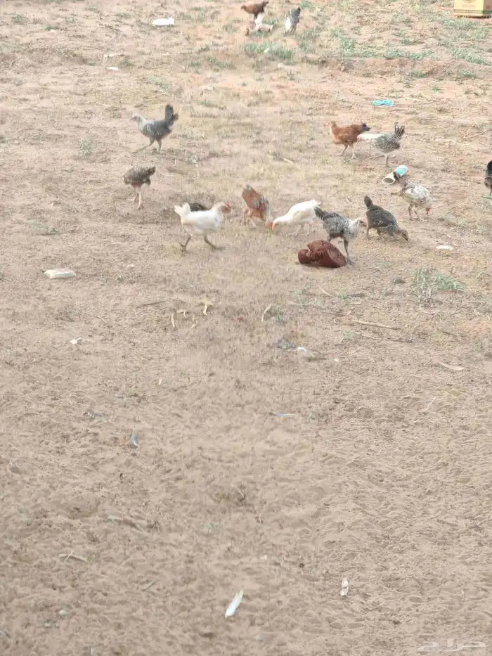 فروخ دجاج بلدي صيصان بلدي للبيع 1