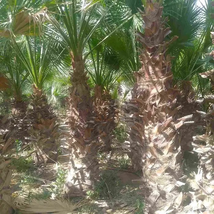 تشبيك المواقع والمزارع 14