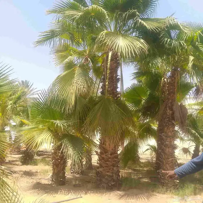 تشبيك المواقع والمزارع 11