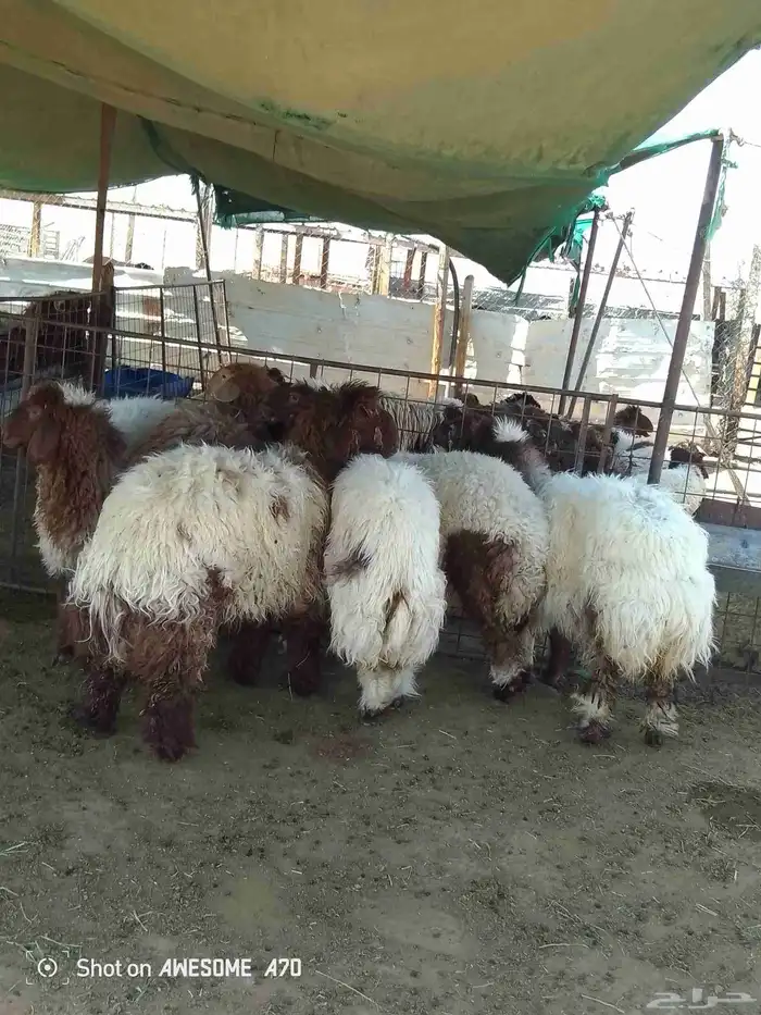 سامي للذبايح شيء فاخر 0