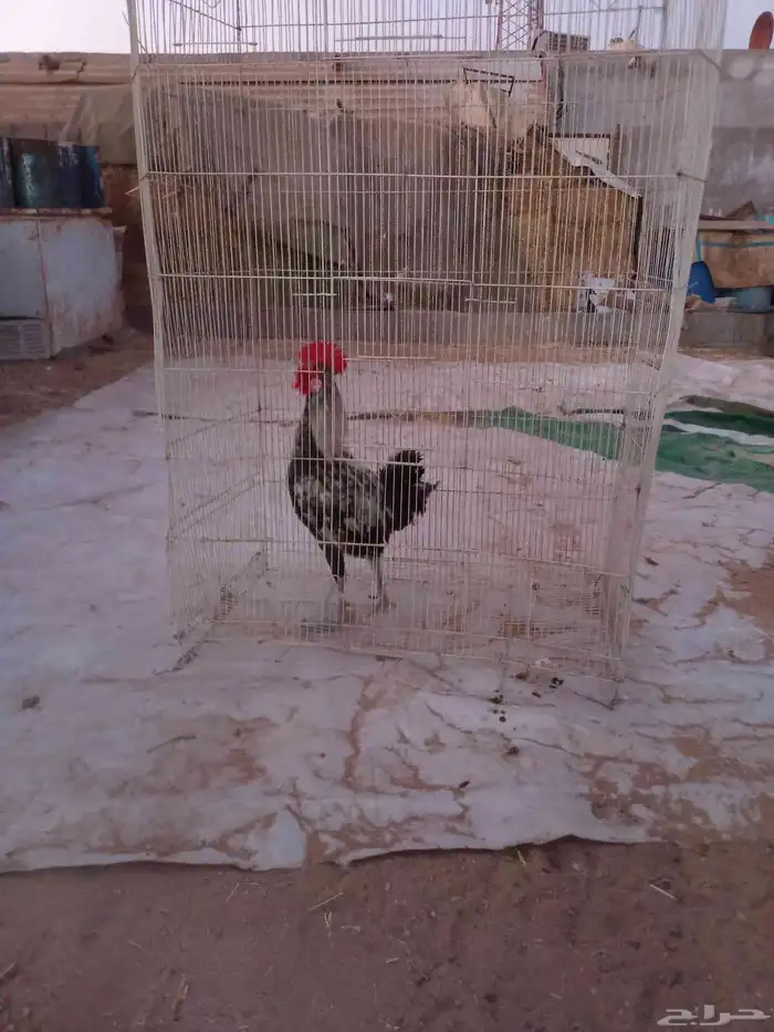 للبيع ديك بلدي على السوم الموقع ذهبان 1