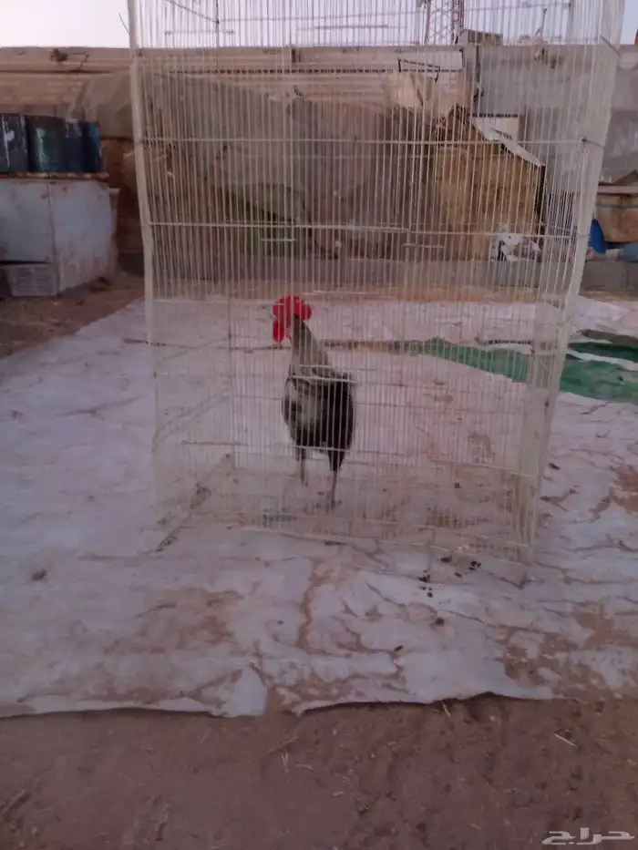 للبيع ديك بلدي على السوم الموقع ذهبان 0