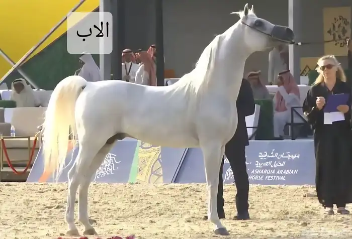 حصان واهو اشعل للبيع 0