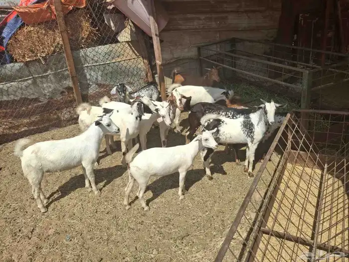ذبايح بلدي من الجنوب 3