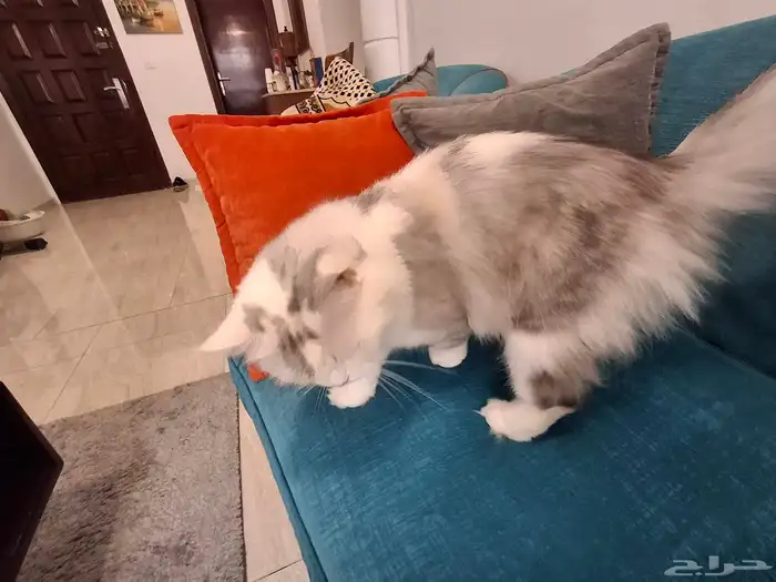 قطة للتبني 3