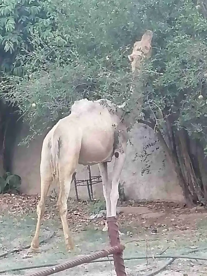 الباحه. دوس 0