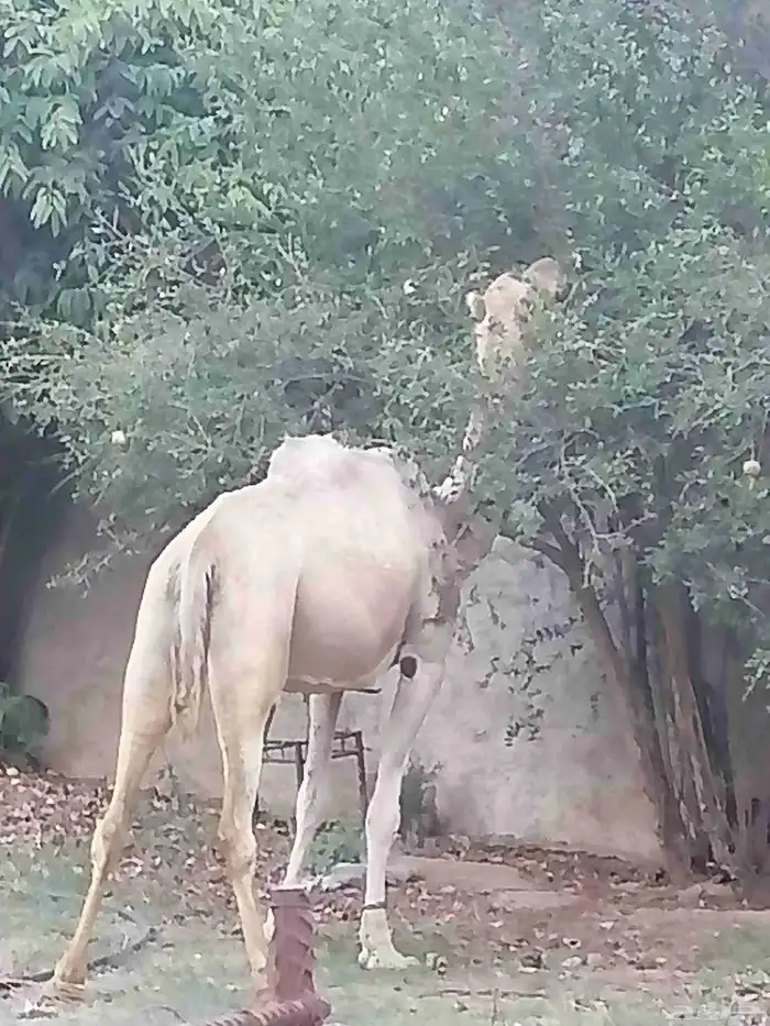 الباحه. دوس 2