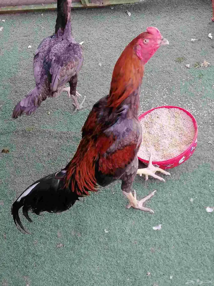 دجاج باكستاني 3