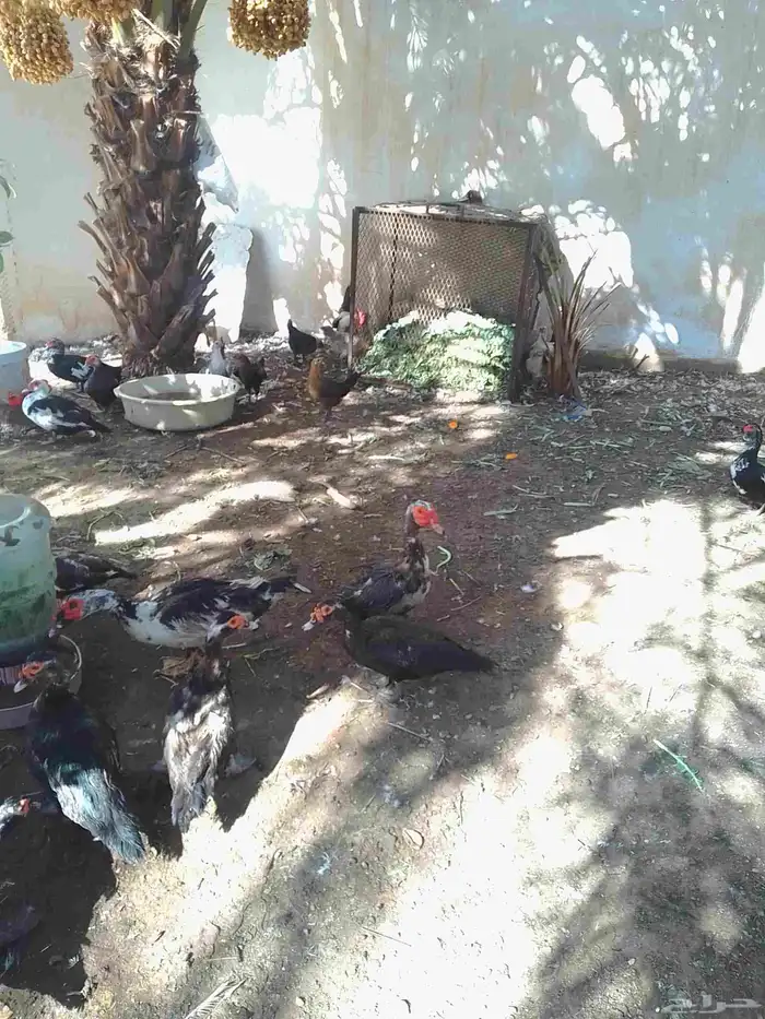 بط مسكوفي القصيم الطرفية 3