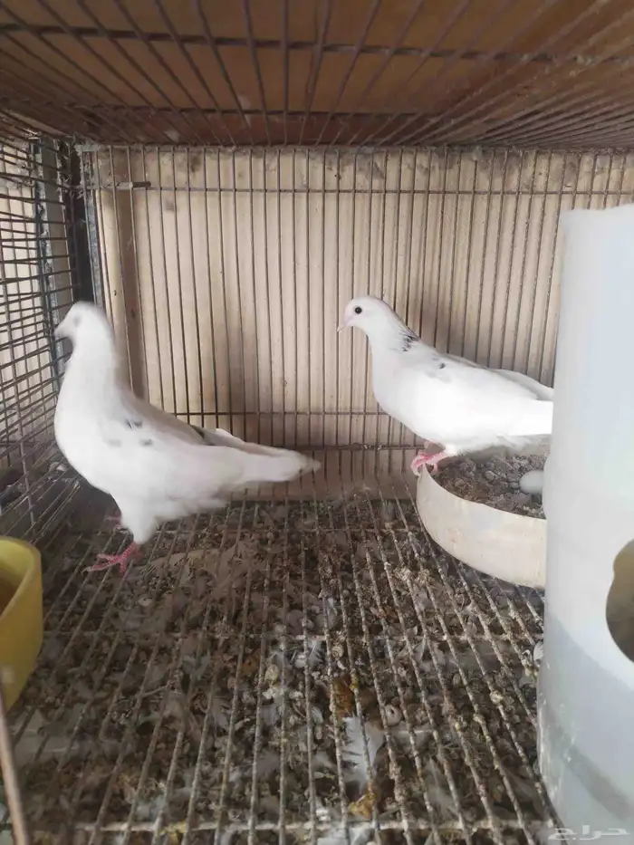 زوج حمام قلابي من طيور عثمان الشريده الزوج منتج وتحته بيض 1