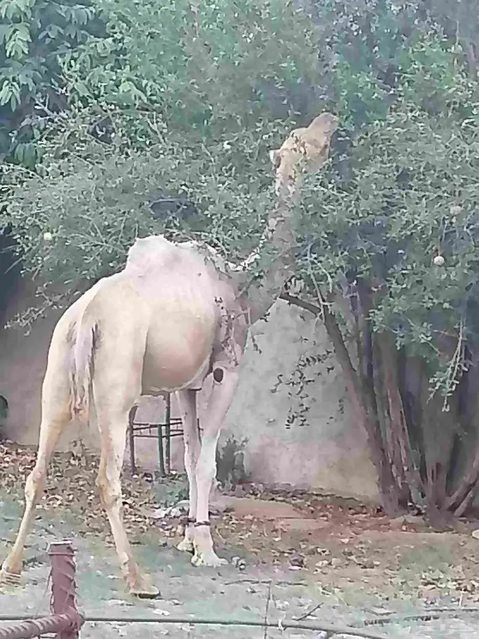 الباحه. دوس 1