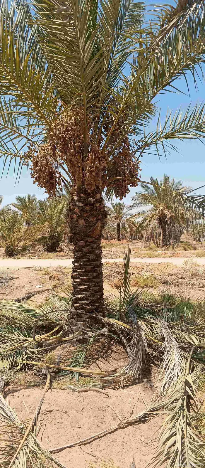بيع نخل 1.5 ..2مترين نخل طيب خال من اي معرض 1