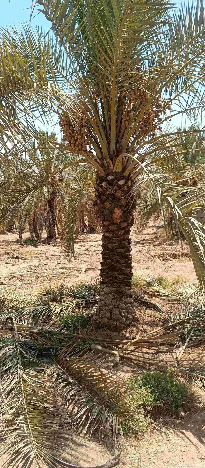 بيع نخل 1.5 ..2مترين نخل طيب خال من اي معرض 2