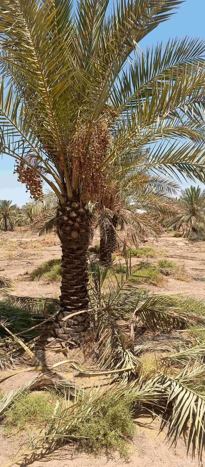 بيع نخل 1.5 ..2مترين نخل طيب خال من اي معرض 0