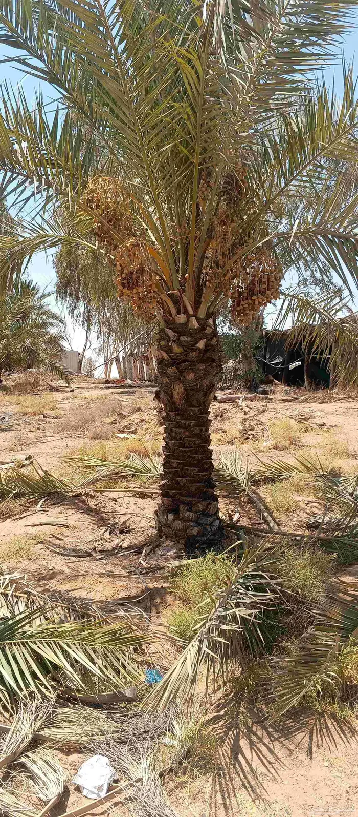 بيع نخل 1.5 ..2مترين نخل طيب خال من اي معرض 3
