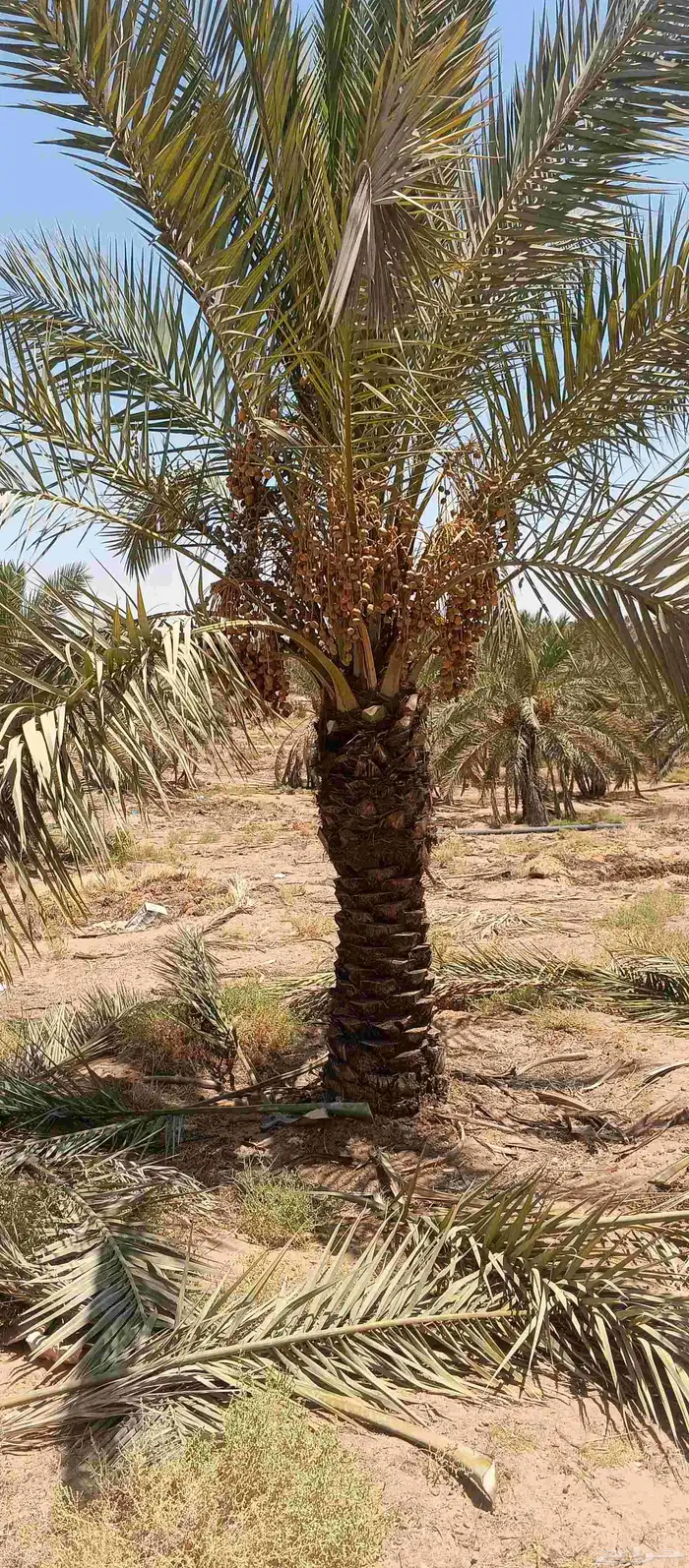 بيع نخل 1.5 ..2مترين نخل طيب خال من اي معرض 4