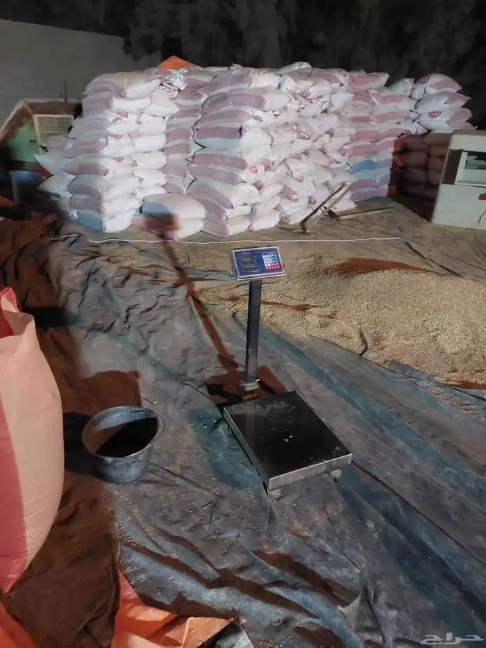 حب بر صماء بلدي بدون كيماوي 1