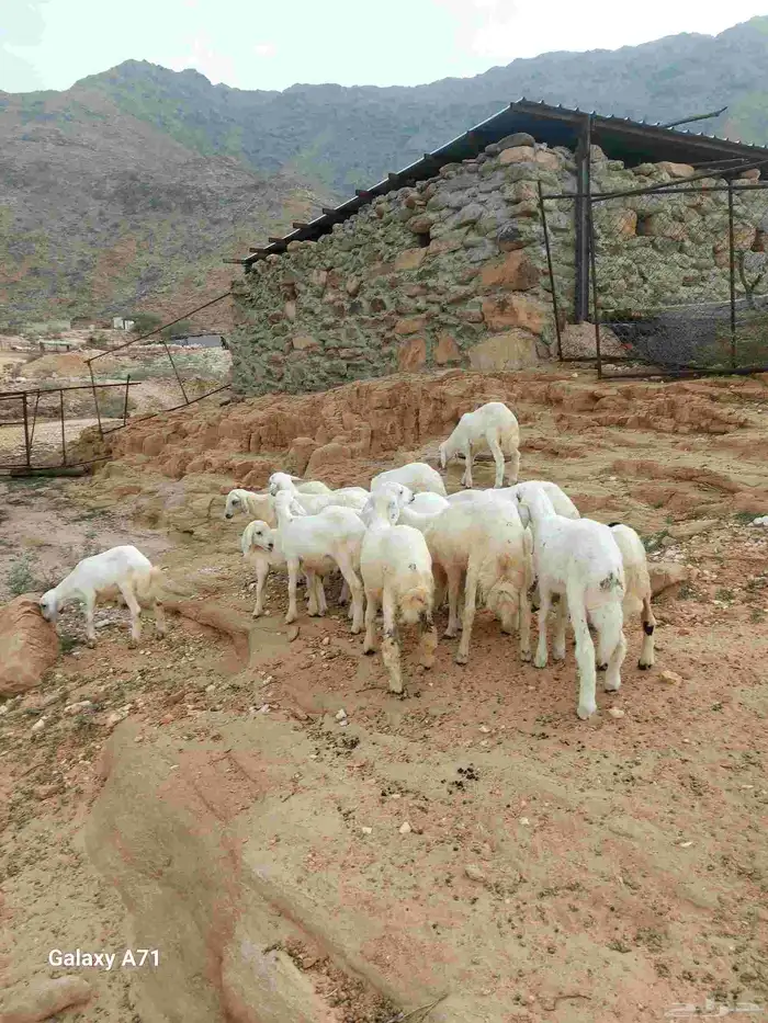 طليان تربية 4