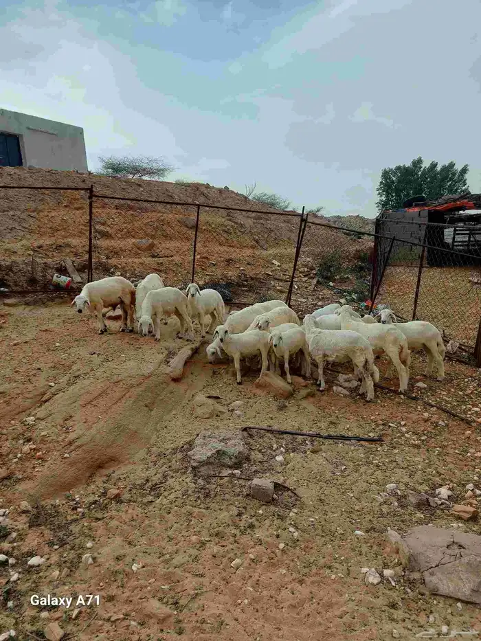 طليان تربية 1