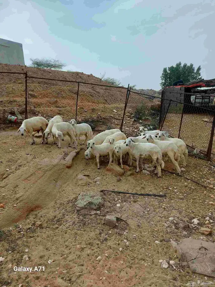 طليان تربية 2