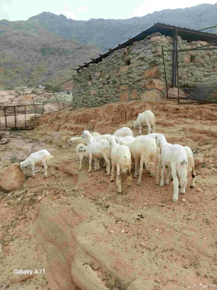 طليان تربية 0