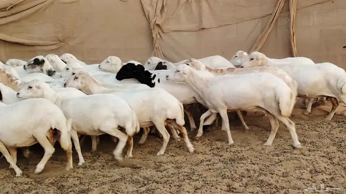 غنم رفد مراح 40 رأس طيبه دفيع ومضاريع 23