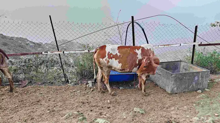 بقره قربت تولد 1