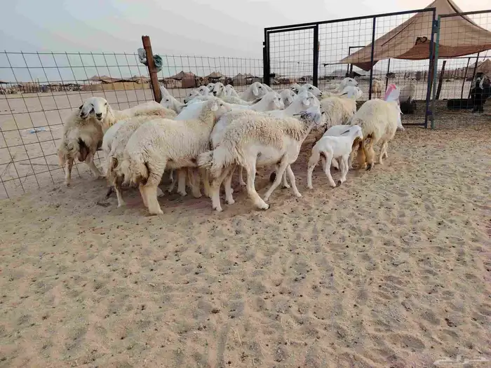 ضان حرية جنب العدد 26 تحتها 4 والبقية دفيع ومضربة 0