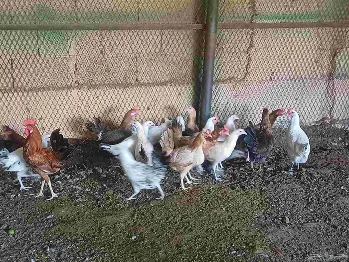 10 حبيت دجاج بلدي بيض و 10 حبيت دجاج بلدي بشاير 3