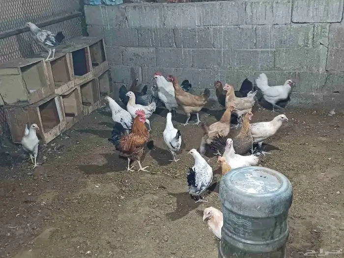 10 حبيت دجاج بلدي بيض و 10 حبيت دجاج بلدي بشاير 0