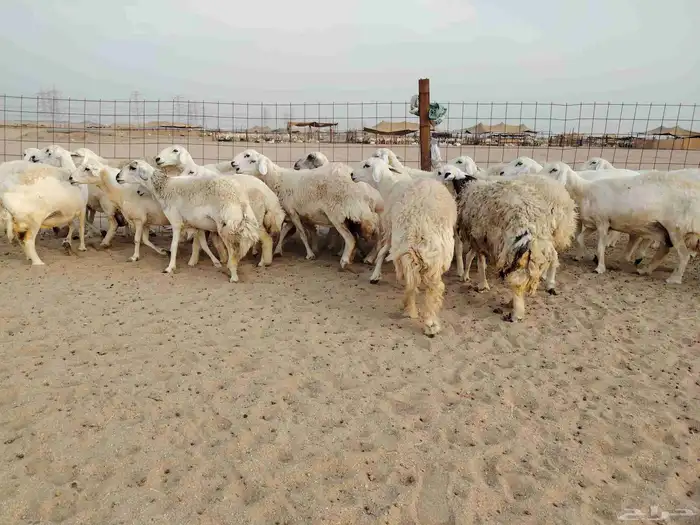 ضان حرية جنب العدد 26 تحتها 4 والبقية دفيع ومضربة 2