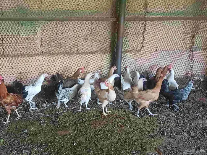 10 حبيت دجاج بلدي بيض و 10 حبيت دجاج بلدي بشاير 1