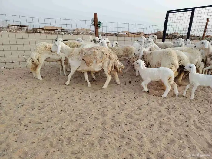 ضان حرية جنب العدد 26 تحتها 4 والبقية دفيع ومضربة 8