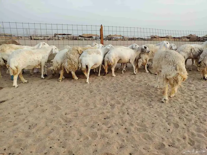 ضان حرية جنب العدد 26 تحتها 4 والبقية دفيع ومضربة 3