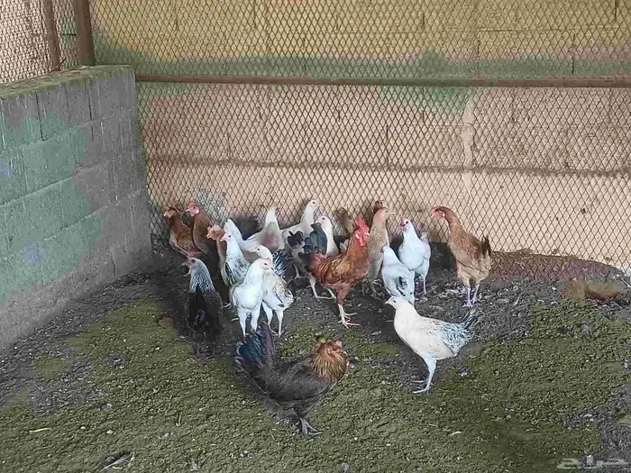 10 حبيت دجاج بلدي بيض و 10 حبيت دجاج بلدي بشاير 2