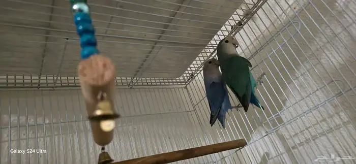 عرض خاص طيور بادجي كروان روز كلها منتجه شرط 7