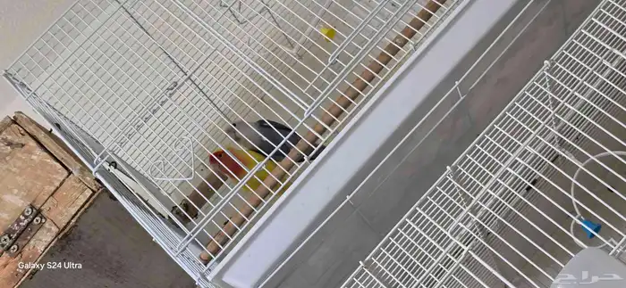 عرض خاص طيور بادجي كروان روز كلها منتجه شرط 5