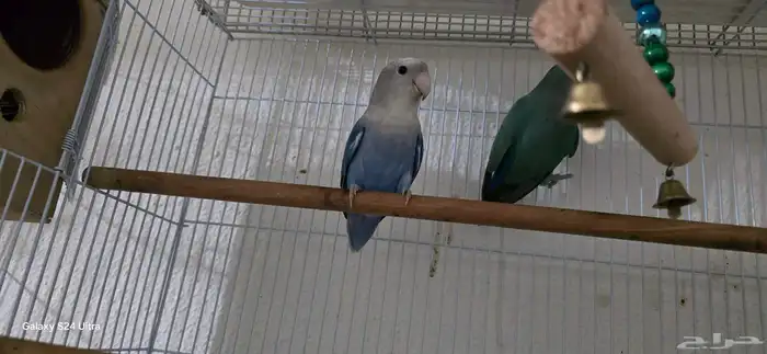 عرض خاص طيور بادجي كروان روز كلها منتجه شرط 9