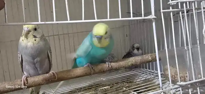 عرض خاص طيور بادجي كروان روز كلها منتجه شرط 0