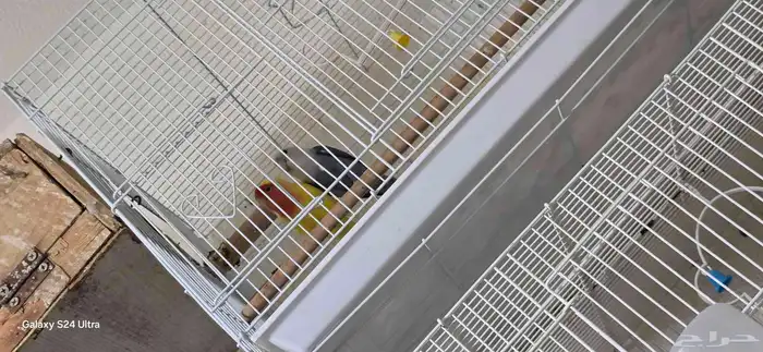 عرض خاص طيور بادجي كروان روز كلها منتجه شرط 6