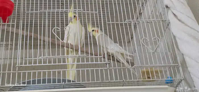 عرض خاص طيور بادجي كروان روز كلها منتجه شرط 3