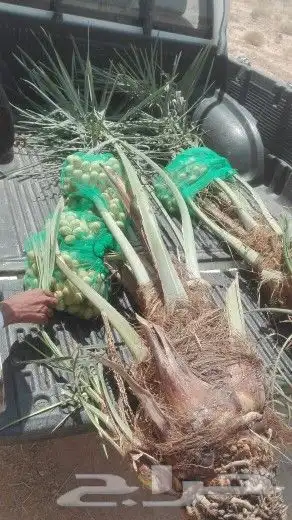 نخل مثمر للبيع جميع الأحجام نخيل الخرج الرياض القصيم جده 7