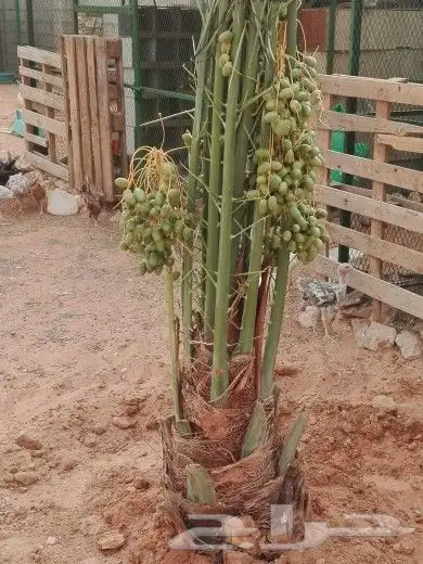 نخل مثمر للبيع جميع الأحجام نخيل الخرج الرياض القصيم جده 5