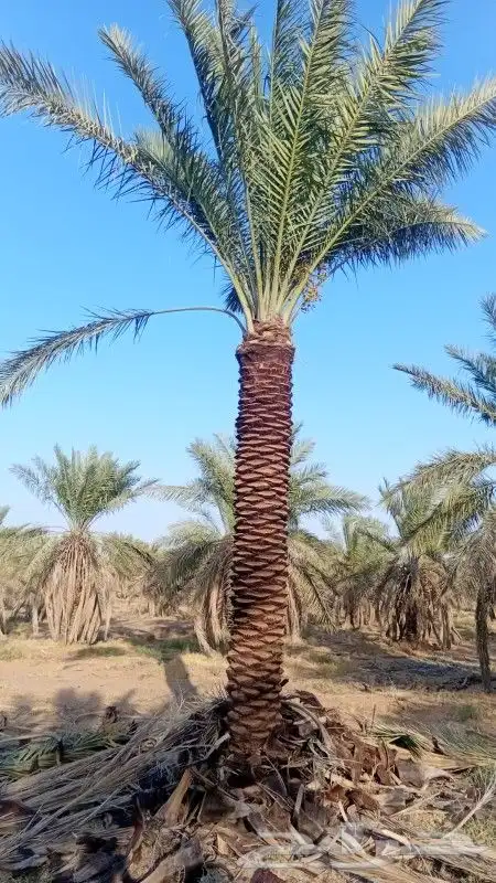نخل طيب للبيع 2