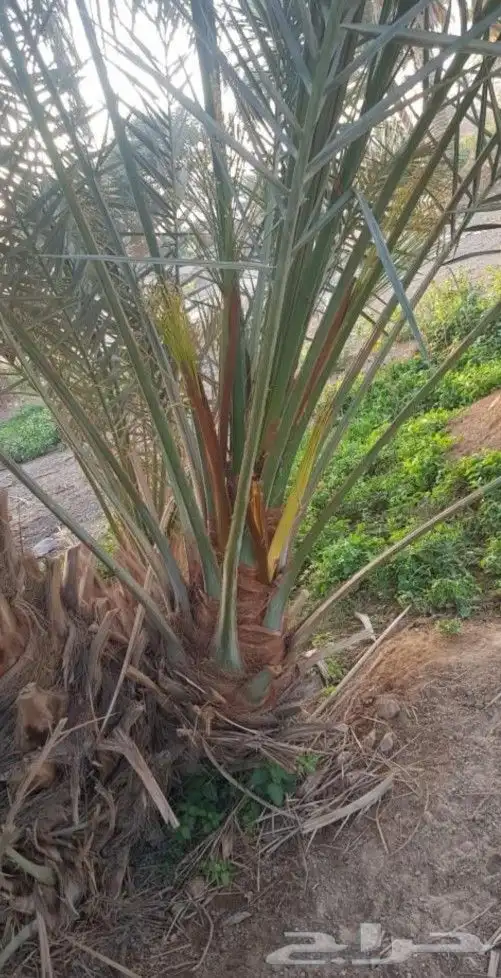 نخل مثمر للبيع جميع الأحجام نخيل الخرج الرياض القصيم جده 1