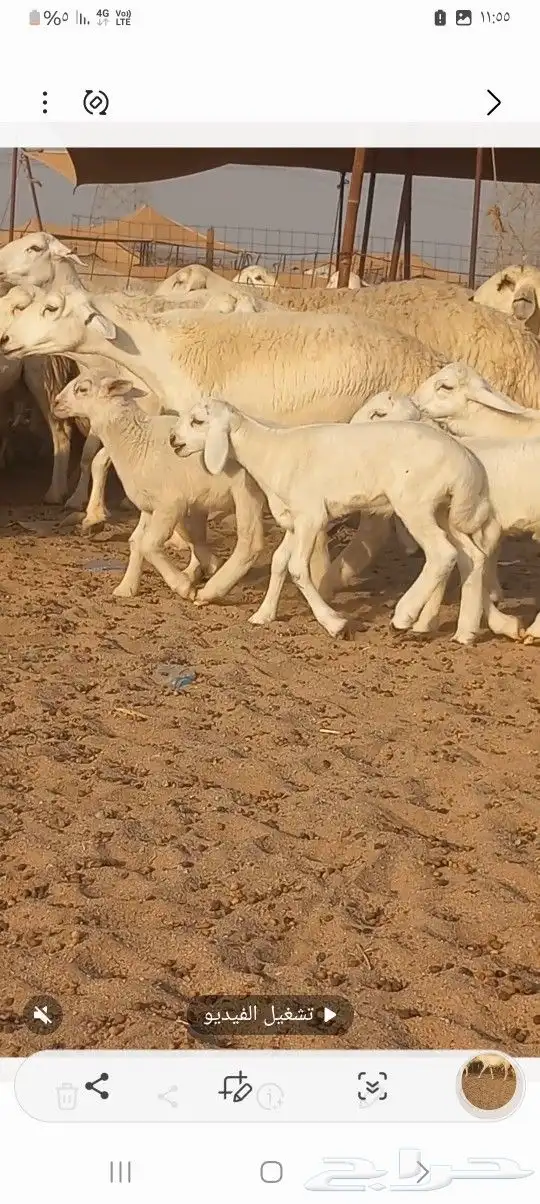 ضان حريه خلفات 12 تجتها12 0