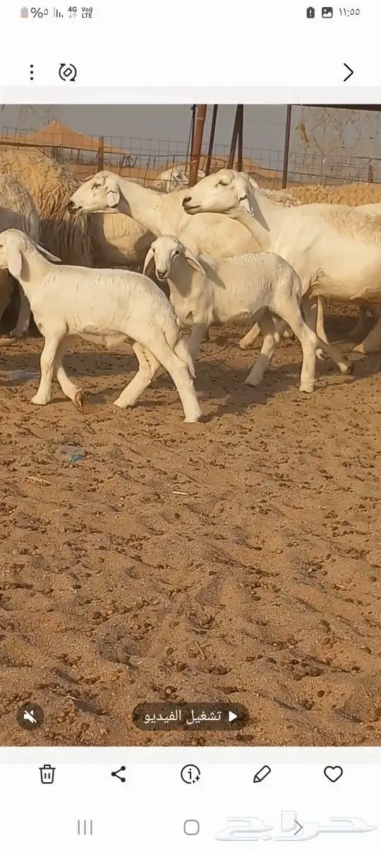 ضان حريه خلفات 12 تجتها12 2